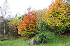 Garden Colours - late October