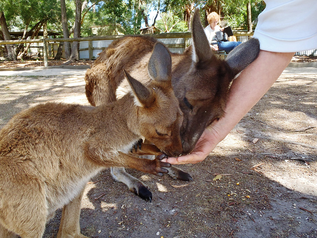 Rooth & the roos