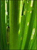 Caterpiller on Corn Lily Leaf