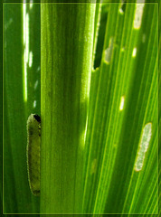 Caterpiller on Corn Lily Leaf