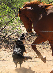 Dog & Horse