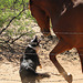 Dog & Horse