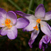 Courtyard Garden flowers in February