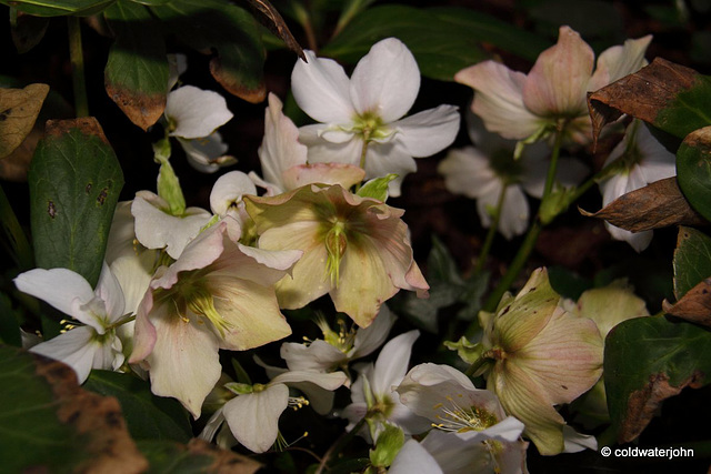 Courtyard Garden flowers in February