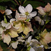 Courtyard Garden flowers in February