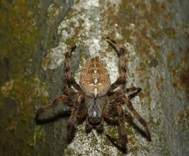 Garden Spider