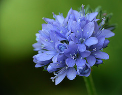 Blueness