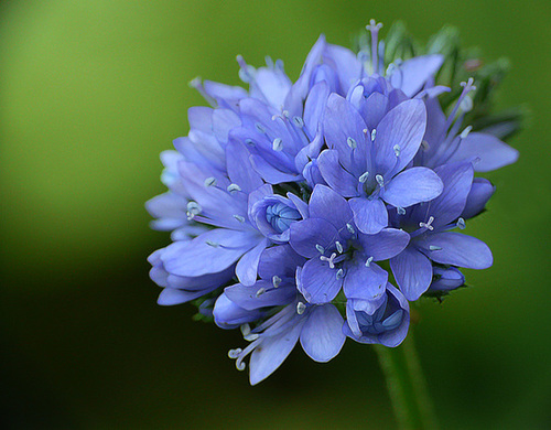 Blueness