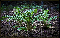 Tiny Ferns