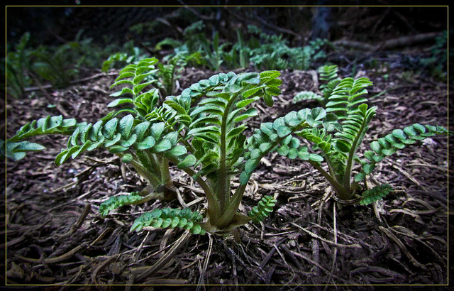 Tiny Ferns