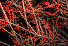 Courtyard Garden in February