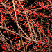 Courtyard Garden in February