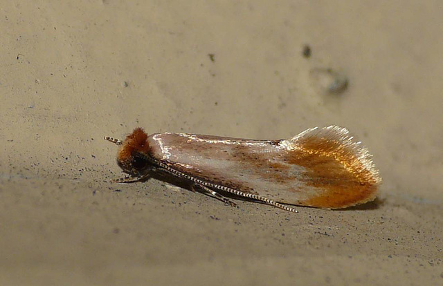 Tinea Semifulvella -Side