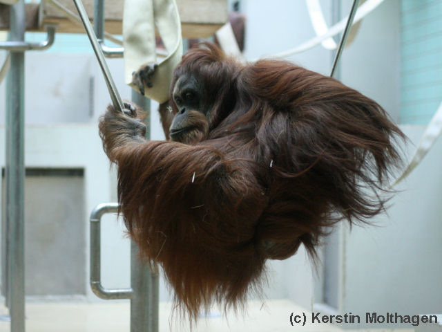 Orang-Utan-Dame Caroline schaukelt (Wilhelma)