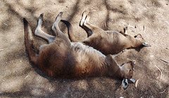 spooning kangaroos