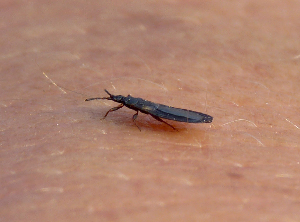 The Flatest Bug in the History of the World...