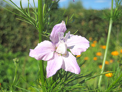 rosa Ackerrittersporn [Consolida regalis]