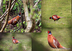 Pheasant hide-and-seek