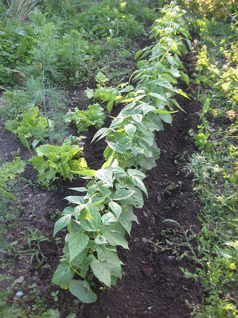 Buschbohnen [Phaseolus vulgaris]