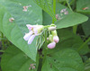 Buschbohnen [Phaseolus vulgaris]