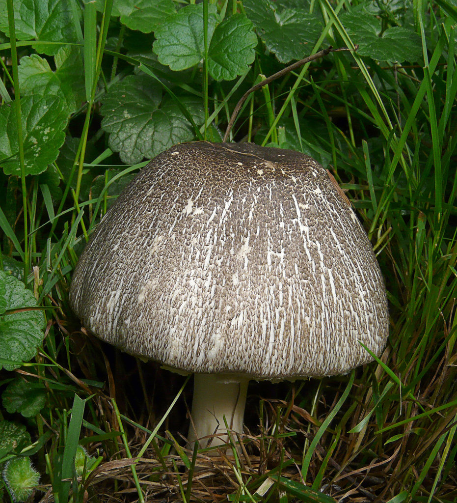 Unknown Fungi