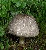 Unknown Fungi