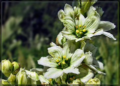 Corn Lily Blossoms