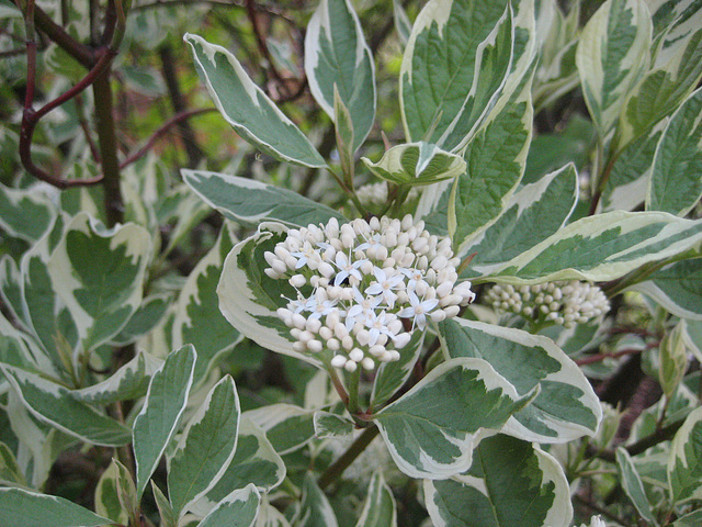 Blüte eines Hartriegelstrauchs (Cornus)