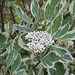 Blüte eines Hartriegelstrauchs (Cornus)