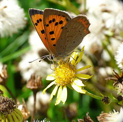 Small Copper