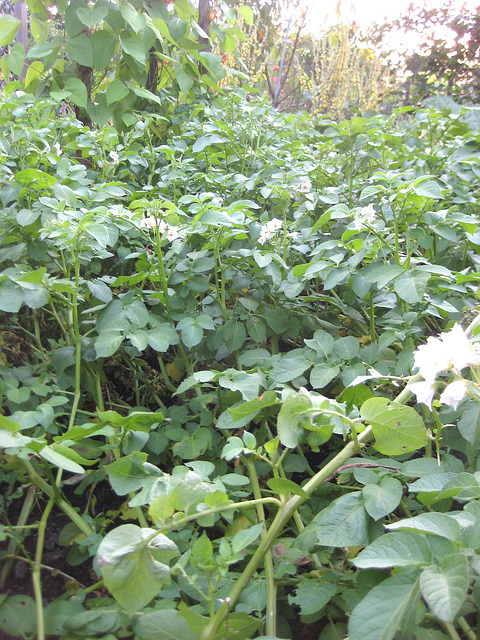 Kartoffeln [Solanum tuberosum]