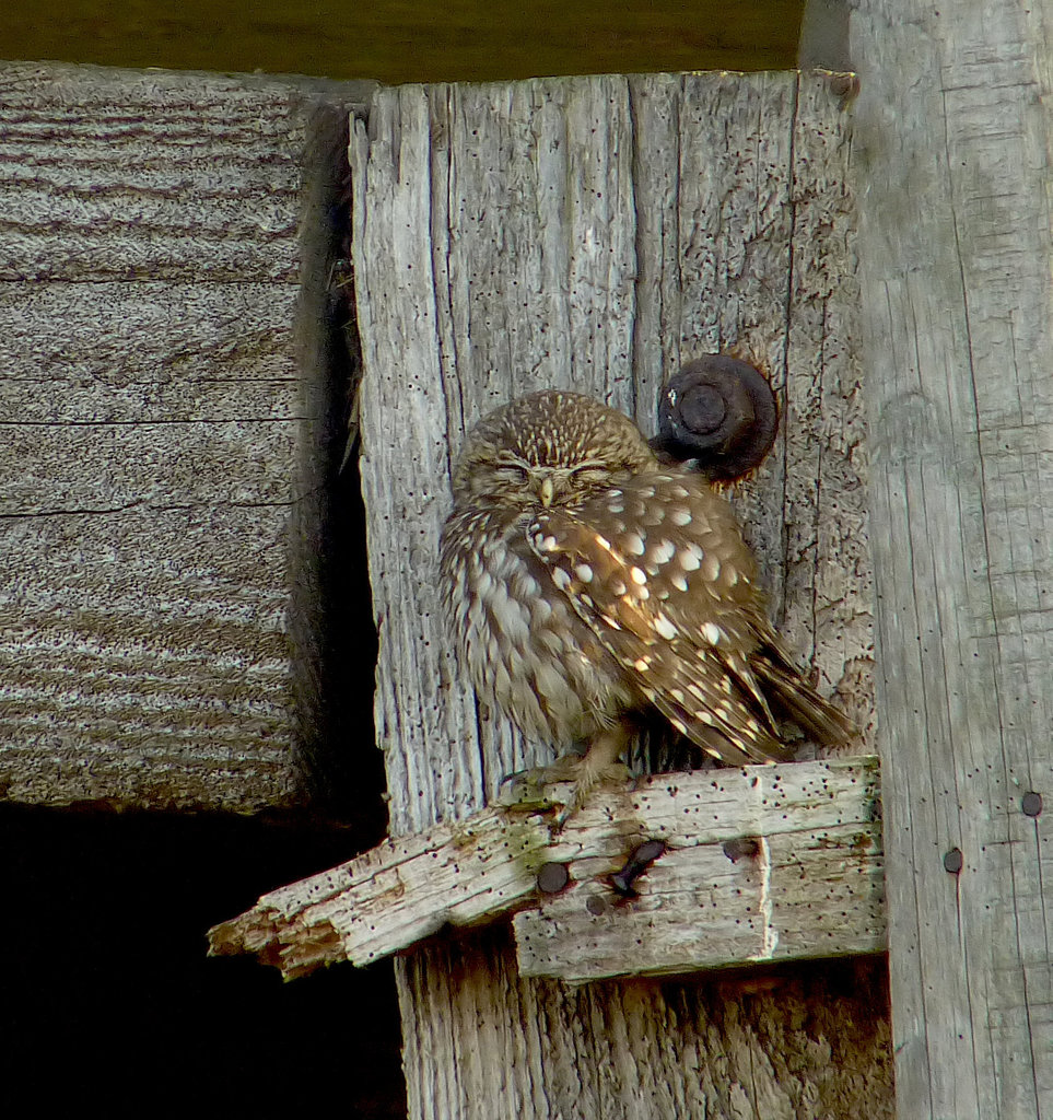 Little Owl