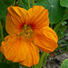 Nasturtium