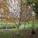 Garden Colours - late October