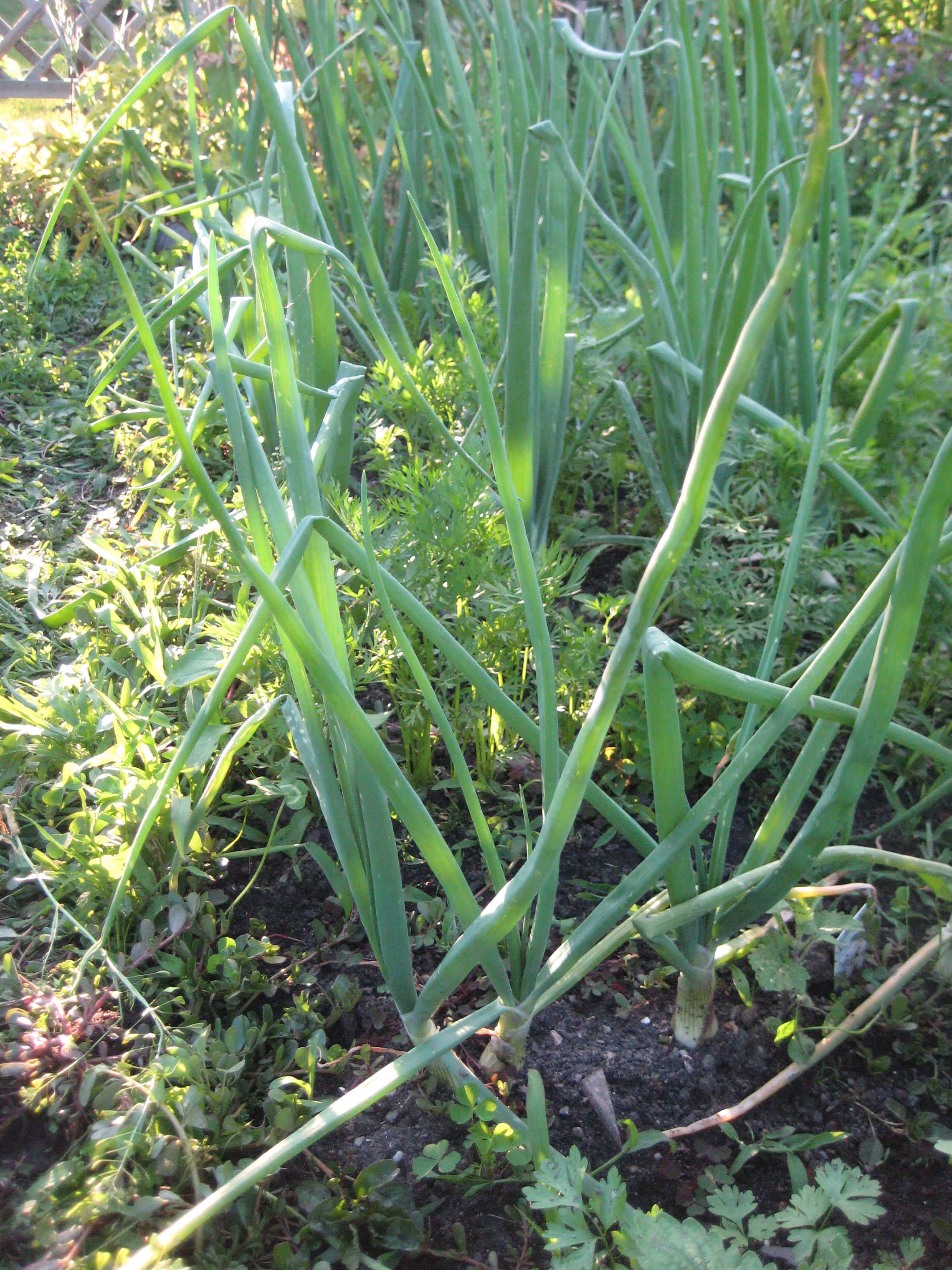 Zwiebel [Allium cepa]