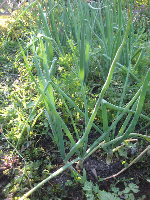 Zwiebel [Allium cepa]