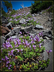 Penstemon inside Wizard Island's Cone