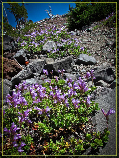 Penstemon inside Wizard Island's Cone