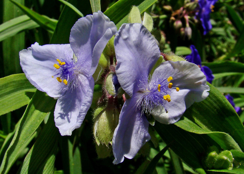 Spiderwort Flowers - Pale Lavender