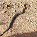 Western Diamondback