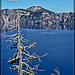 Silver Tree Against Crater Lake