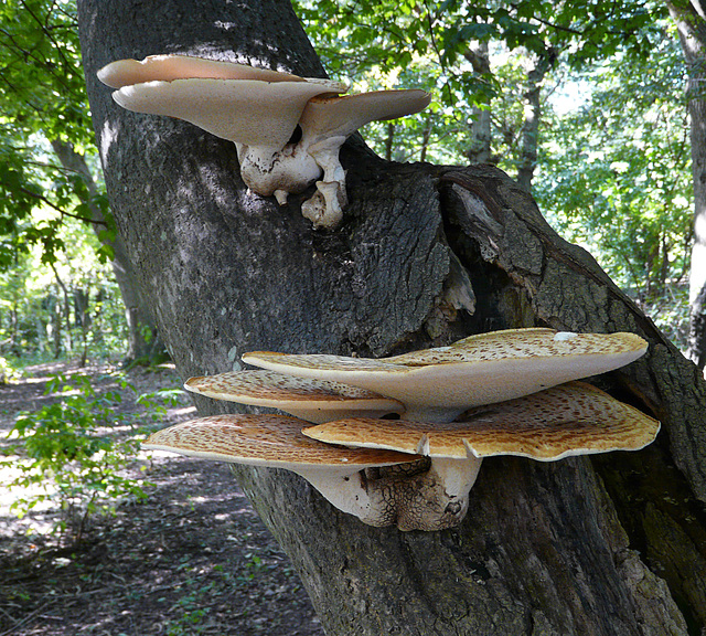 Dryad's Saddle