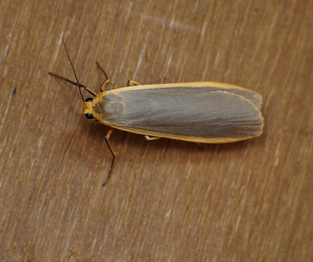 Common Footman