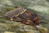 December Moth