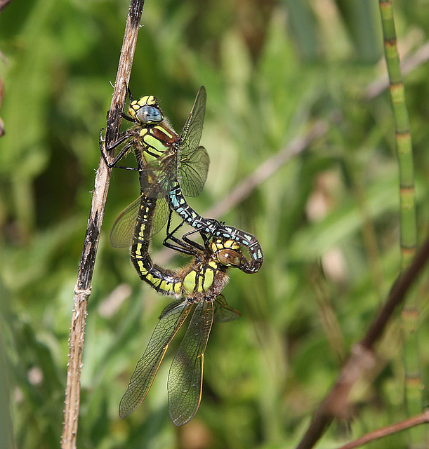 Hairy dragonflies