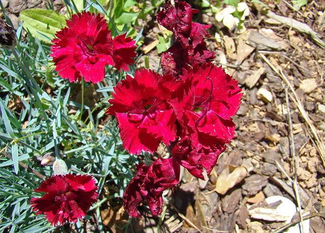 Dianthus Flower