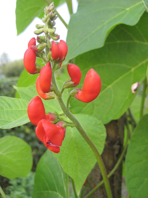 Stangenbohnen [Phaseolus vulgaris]