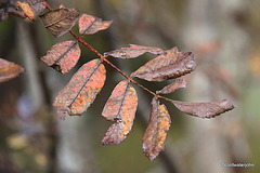 Garden Colours - late October