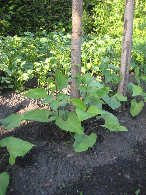 Stangenbohnen [Phaseolus vulgaris]