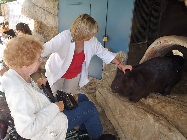 wombat patting